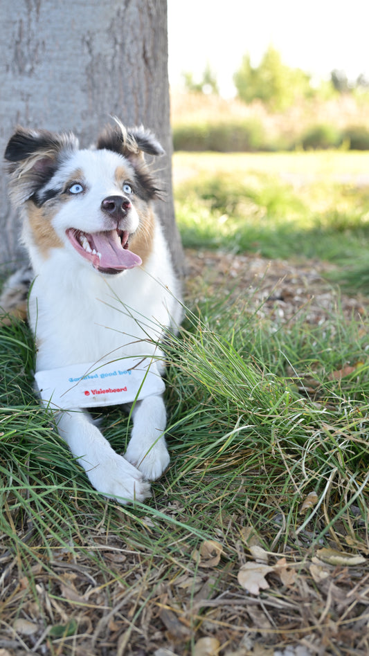 "certified good boy" love letter